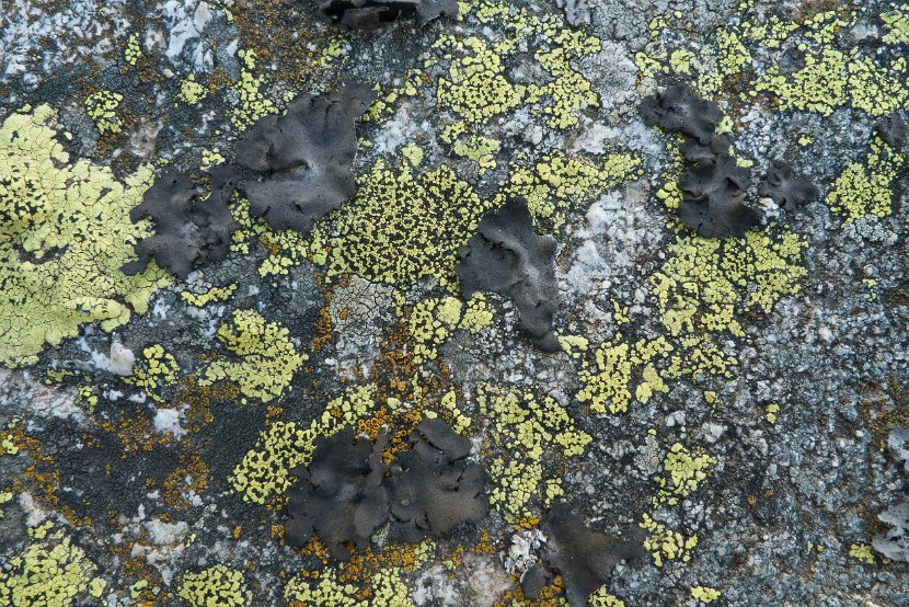 Umbilicaria subglabra-4